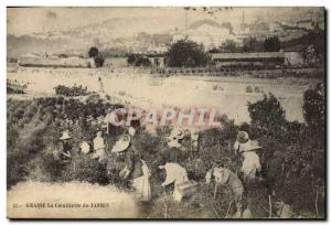 Old Postcard Grasse jasmine picking