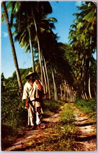 VINTAGE POSTCARD ROWS OF COCONUT TREES IN MARTINIQUE FRENCH WEST INDIES 1958