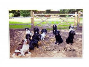 Beautiful Springer Spaniels and Black Labrador Dogs Vintage Greetings Postcard