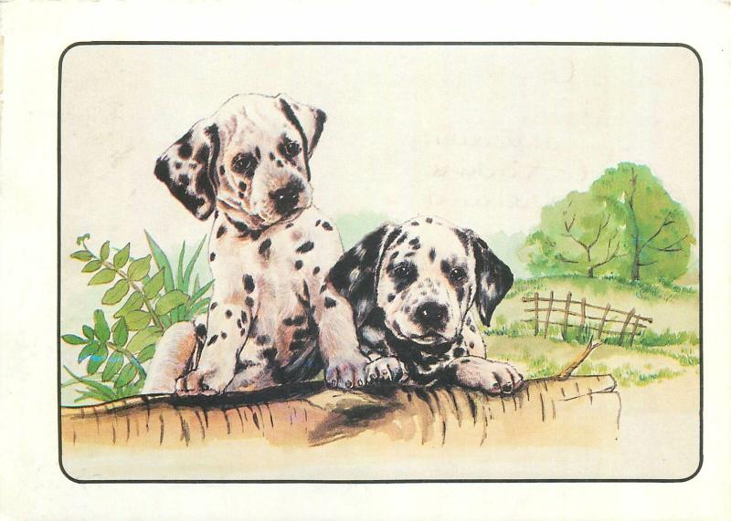 Dalmatian puppy dogs drawn postcard