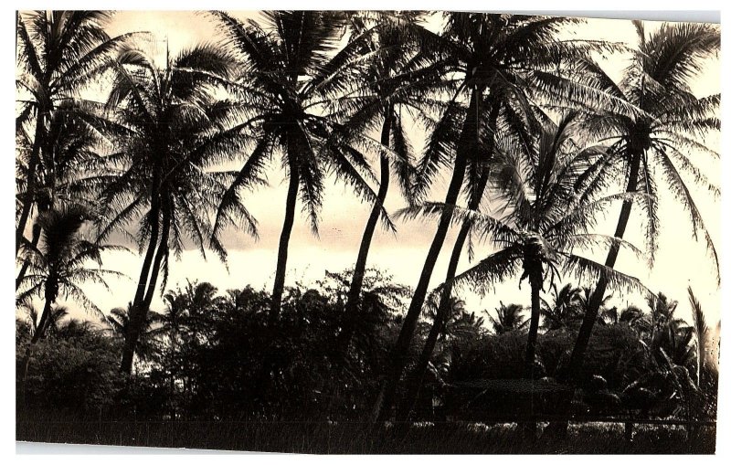 RPPC Postcard Palm Tree Coconut Tree Honolulu Posted 1916