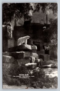 RPPC Polar Bear at Chicago Zoological Park Brookfield IL VINTAGE Postcard 1303