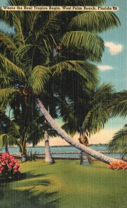 Vintage Postcard 1947 Where The Real Tropics Begin West Palm Tree Beach Florida
