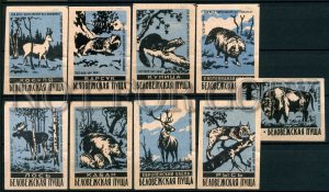 500647 USSR BELARUS animals Bialowieza Forest Old match labels