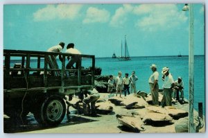 Grand Cayman W.I. Postcard Green Turtles Cayman's Oldest Industry c1950's