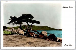 Monterey Cypress On The Ocean Side Leaning Trunk Scenic Picturesque Postcard