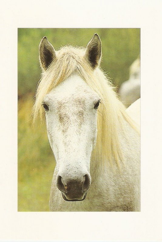 Head of a Horse Nice modern French artist photo  postcard