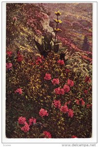 Mountain Flowers, Japan , 1910s-30s