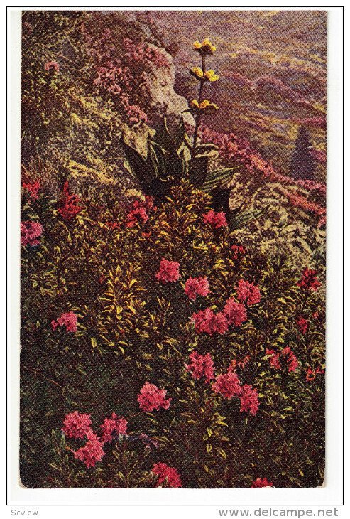 Mountain Flowers, Japan , 1910s-30s