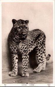 RPPC Vintage Postcard Leopard PRETORIA ZOO South Africa KJ5