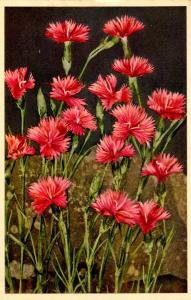 Flowers -   Dianthus, Wood Pink                 (Edition Stehli #790)