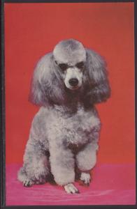 French Poodle Postcard