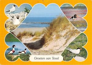 BT5879 Texel birds oisseaux    Netherlands