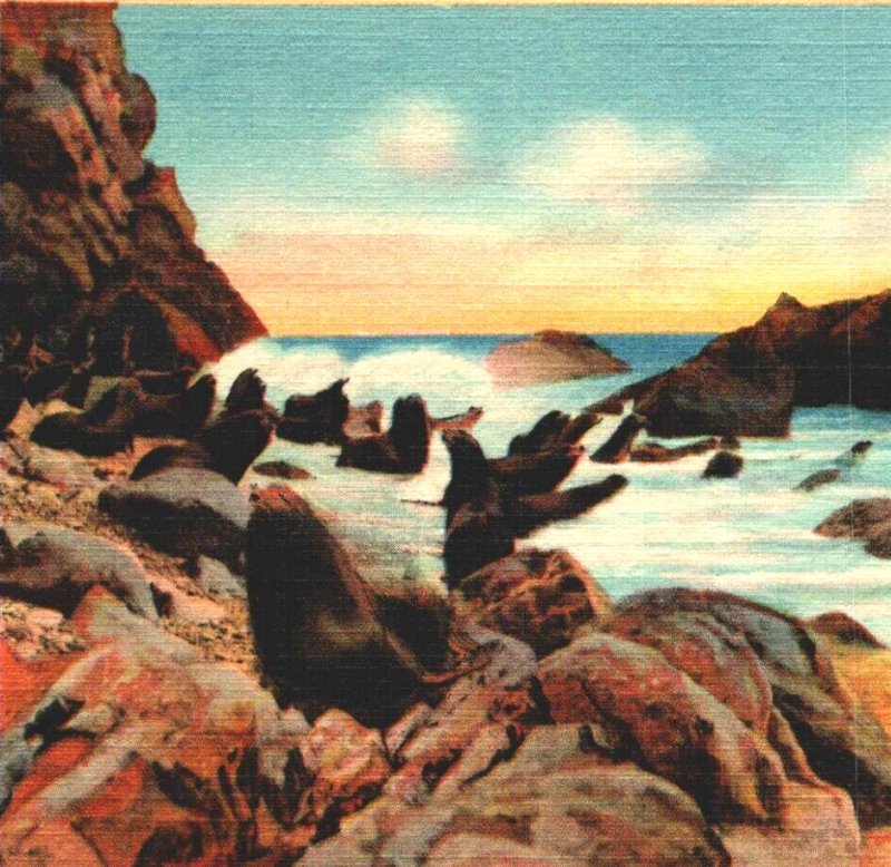 Postcard California Santa Catalina Seals at Sea Coast Landscape Linen Era 