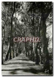 Modern Postcard From Calvi Lumio Corsica Road lined with eucalyptus