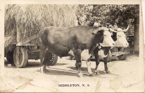 RPPC CANADA Middleton NS, Team of Oxen, 1950, Farming