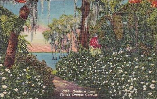 Florida Cypress Gardens Gardenia Lane Florida Cypress Gardens