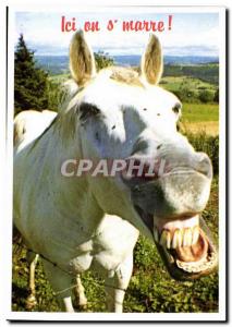 Modern Postcard Here we s & # 39marre (ass donkey mule)