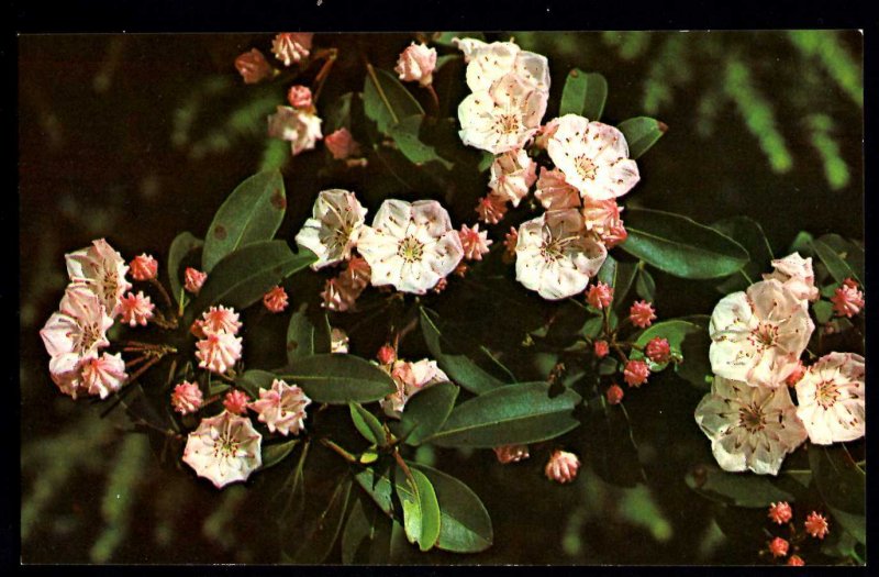 Mountain Laurel (Kalmia latifolia) Wildflowers of the Mountains - Chrome