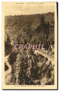 Old Postcard Santa Cruz California is San Lorenzo Drive Near Big Trees