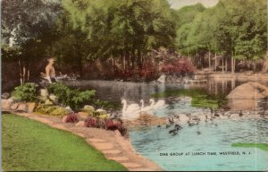 Vtg Westfield New Jersey NJ One Group at Lunch Time Swans Ducks 1930s Postcard