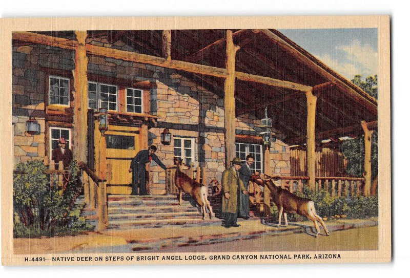 Grand Canyon Arizona AZ Postcard 1930-1950 Bright Angel Lodge Feeding Deer