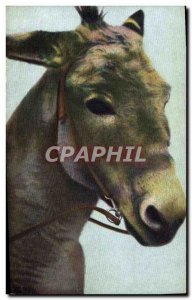 Old Postcard Donkey Mule