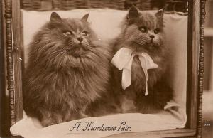 \A Handsome Pair\ Nice old vintage English cat postcard