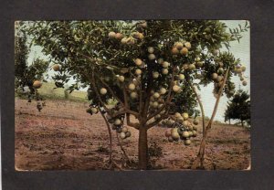 CA Grapefruit Orchard Grape Fruit Tree in California Vintage Postcard