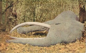 Teddy Roosevelt African Expedition Postcard Capper Series A Fallen Monarch