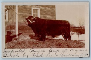 Britton South Dakota SD Postcard RPPC Photo Cow Farming Imported Royal Cup