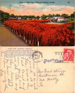 Hedge of Flame Vine (23523