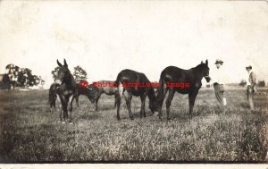 Unknown Location, RPPC, Men Approaching Horses in a Farm Pasture