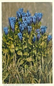 Postcard 6828. Rainier National Park WA Flower Blue Gentian Unposted Botanical