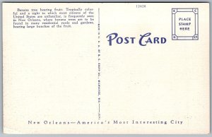 Postcard New Orleans Louisiana LA Banana Tree Flowers 1930s Linen Vtg