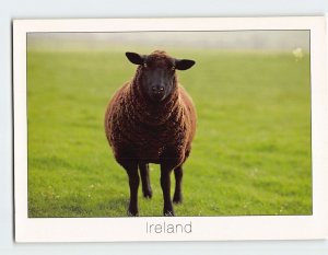 Postcard Greetings from the black sheep, Ireland