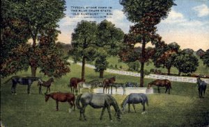 Stock Farm - Old KY , KY