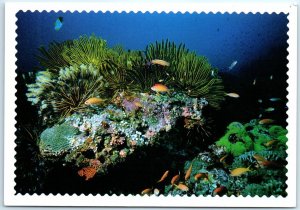 Postcard - The scene of marine diving - Okinawa, Japan