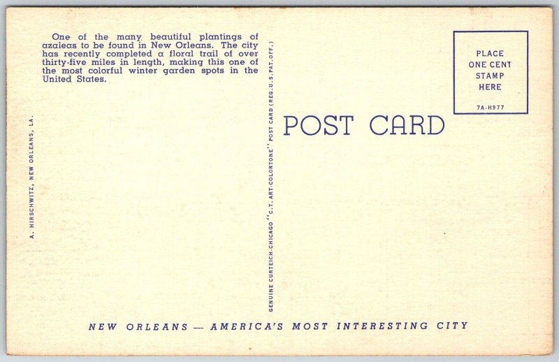 New Orleans Louisiana 1940s Linen Postcard Azaleas In Bloom City Park