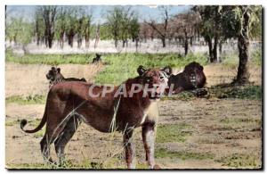 Modern Postcard Lions and lionesses in the bush