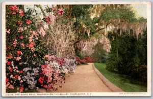 Charleston South Carolina c1910 Postcard The Slope Walk Magnolia On The Ashley