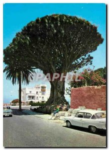 Postcard Modern Icod Tenerife El Drago