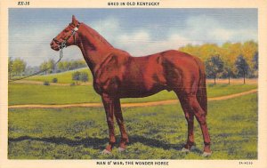Man O' War The Wonder Horse View Images 