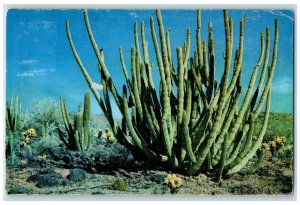 1964 Organ Pipe Cactus Produce First Flower At Age Of 35 Vintage Posted Postcard