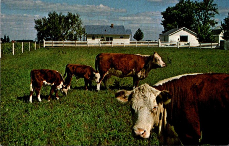 Cowws Herefords Grazing