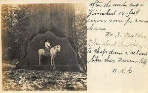 Giant Redwood Tree Woman On Horse Message Real Photo Postcard