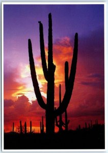 Arizona is famous for Saguaro cactus and spectacular sunsets - Arizona