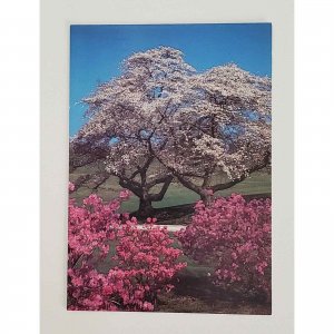 Cherry Trees Azaleas Winterthur Museum Henry Francis Du Pont Delaware Postcard