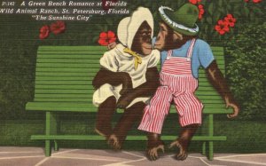 Vintage Postcard 1930s Green Bench Monkey Romance Animal Ranch St. Petersburg FL
