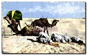 Old Postcard Algeria ART COLLECTION The prayer in the desert Camel Camel